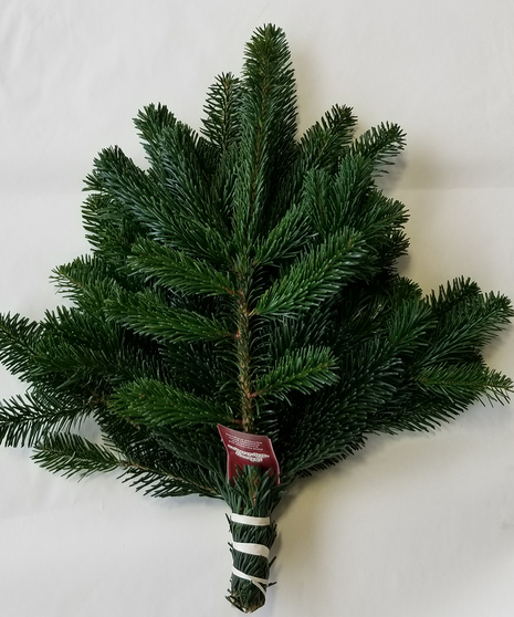 Nordman Fir Bunch