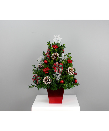 Celebrate the season with the timeless charm of O’ Christmas Tree!