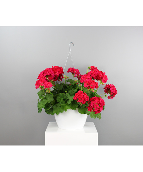 Geranium Hanging Basket