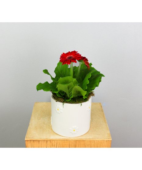 Blooming Plants
