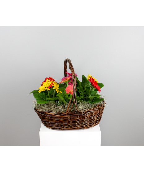 Daisy Daydream is a cheerful, eye-catching floral arrangement presented in a rustic woven basket with a curved handle. 
