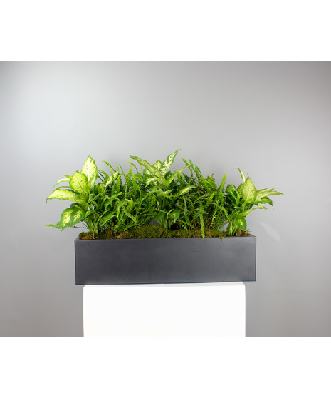 Green House Plants