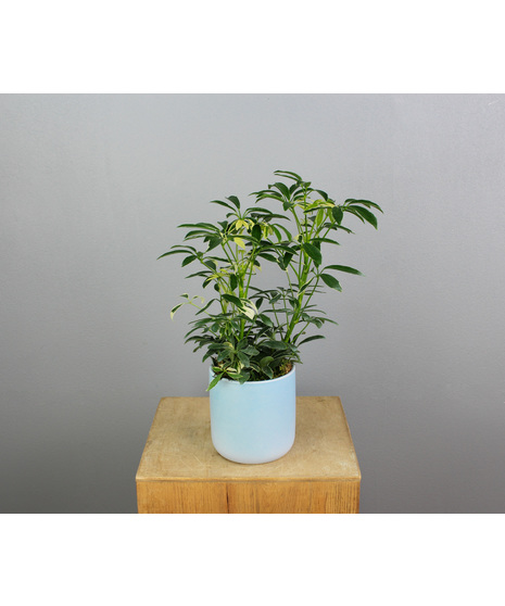 Green House Plants