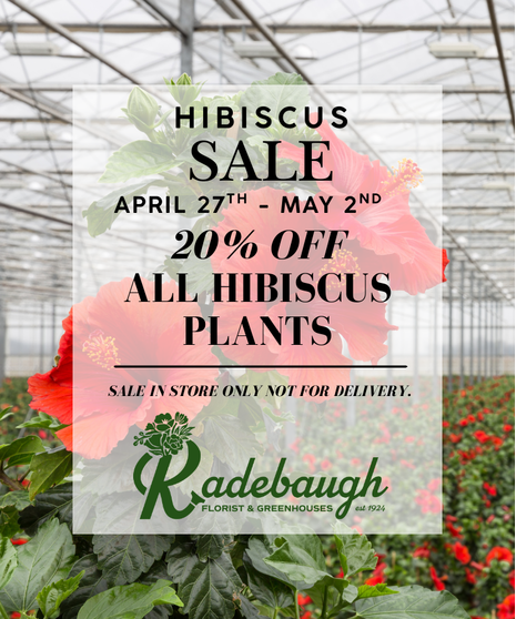 Add a bold, tropical touch to your home and garden during our Hibiscus Sale at Radebaugh Florist & Greenhouses! 