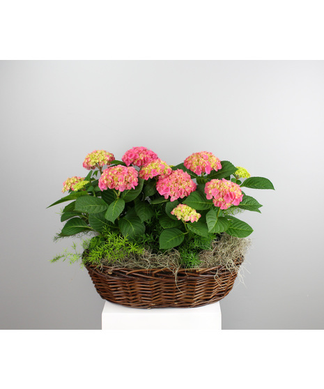 Hydrangea in Harmony - Double Hydrangea Basket