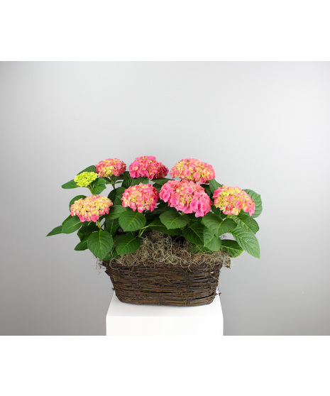 Sweet Pink Hydrangea - In Willow Basket