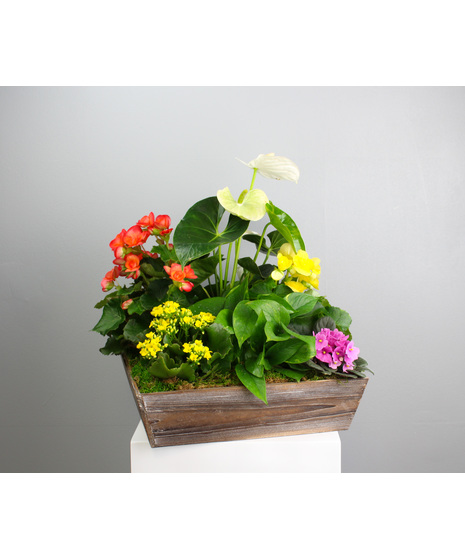 Bloom and Grow Indoor Plant Crate