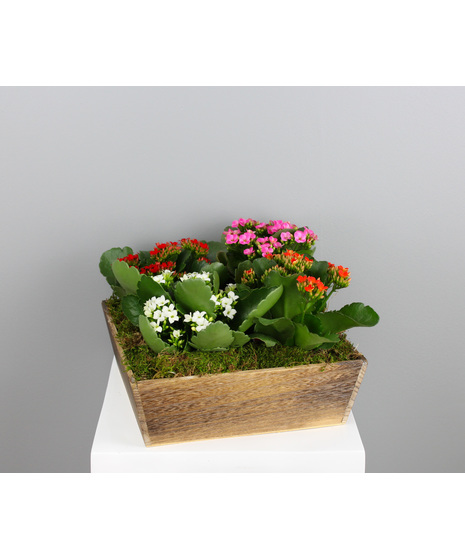 Kalanchoe Charm - 4 Kalanchoes in a Wooden Crate
