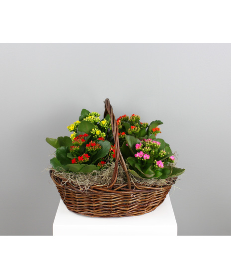 Kalanchoe Colorburst Basket - 4 Kalanchoes in a Basket