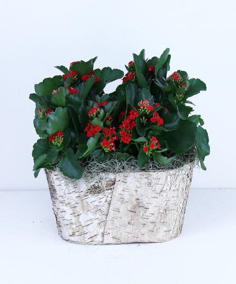 Kalanchoes in a Basket