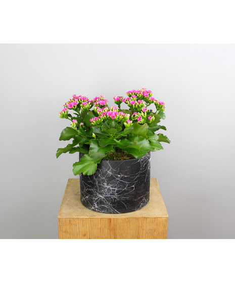 Elevate your décor with the Midnight Blooming Kalanchoe, a stunning 6
