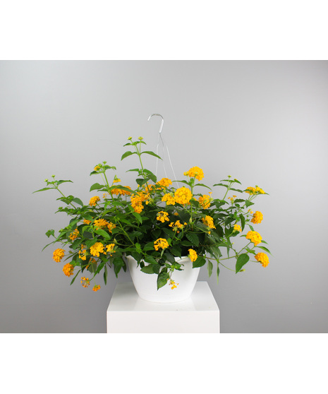 Lantana Hanging Basket