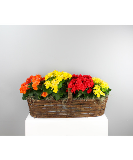 Rieger Rainbow - Large Rieger Begonia Canoe Basket
