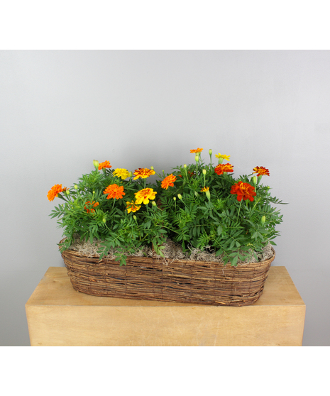Golden Hour Marigolds: This vibrant canoe basket brims with the warmth and charm of a sunset.