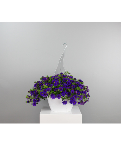 Million Bell Petunia Hanging Basket