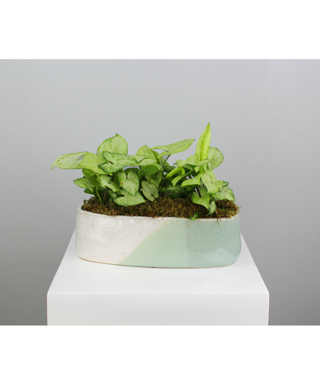 Green House Plants