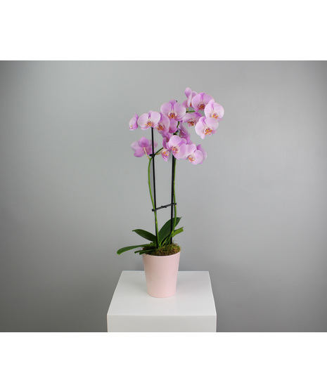 Opal Orchid - Orchid Plant in Ceramic Pot