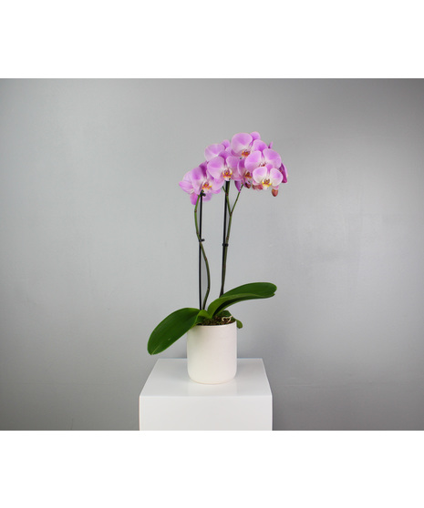 Limestone Orchid - Orchid in a Ceramic Pot