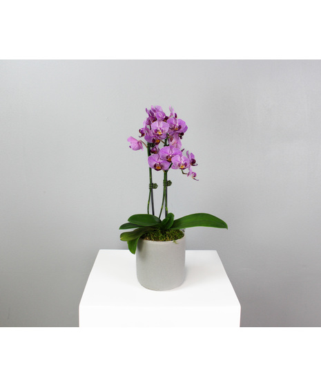 Graceful and modern, the Marble Orchid is a petite beauty that makes a big impression.