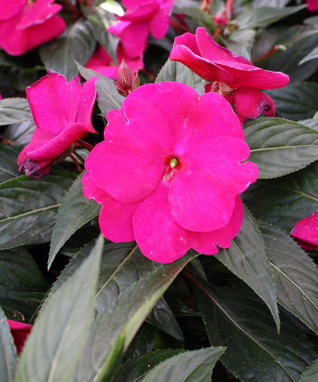New Guinea Impatiens.  Amethyst.
