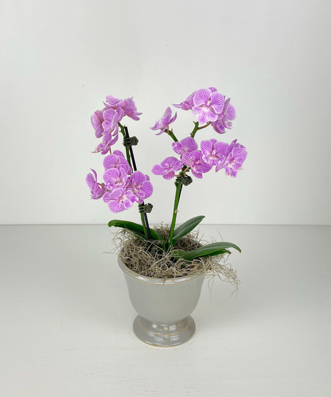 Mini Orchid In Grey Pedestal Pot