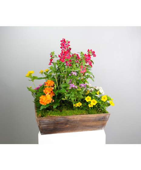 Blooming Plants