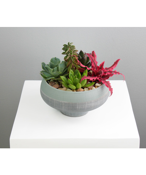 Urban Oasis - Medium Succulent Garden