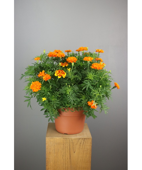 This marigold container contributes $5.00 to Johns Hopkins Pediatric Oncology. 