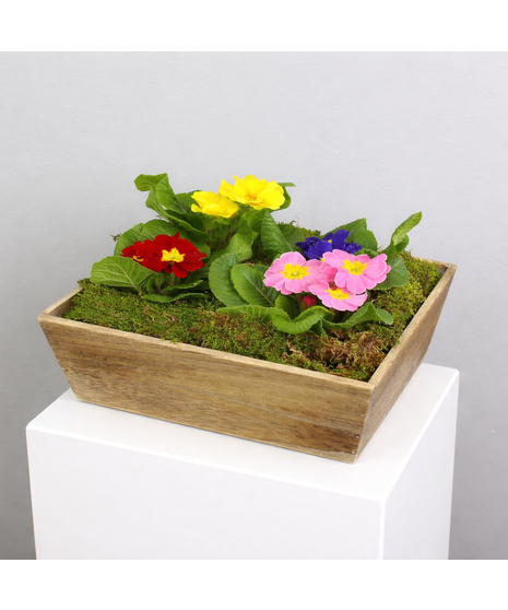 Garden Gems - 4 Primroses in a Wooden Container