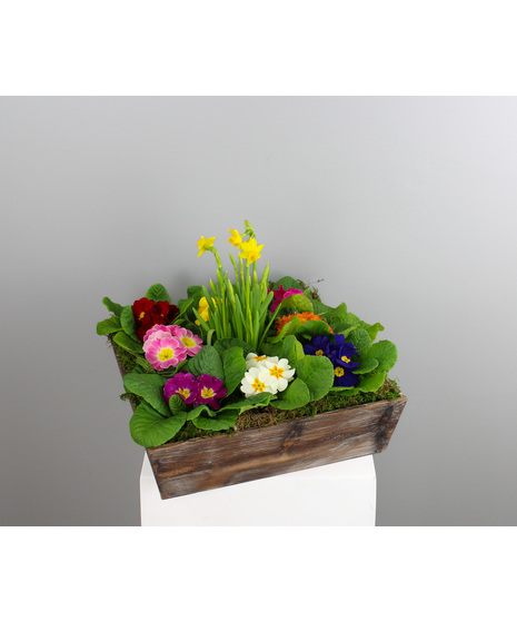 Springtime Serenade - Primroses with a Tete-A-Tete