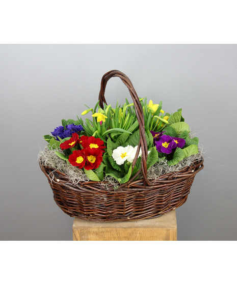 Sunny Garden Basket - 6 Primroses in a Basket with a Tete-a-tete