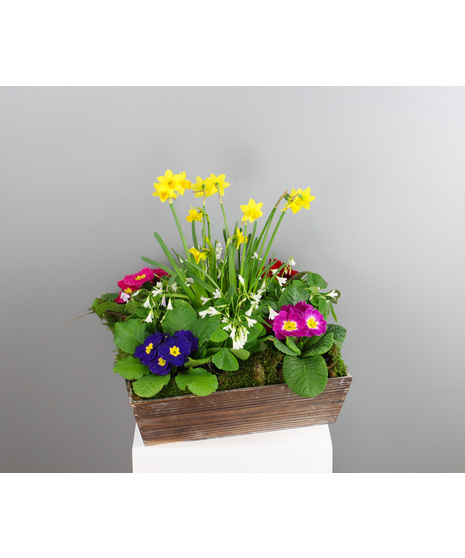 Irish Garden – Celebrate the charm of the Emerald Isle with this lush green wooden planter overflowing with spring’s most cheerful blooms.