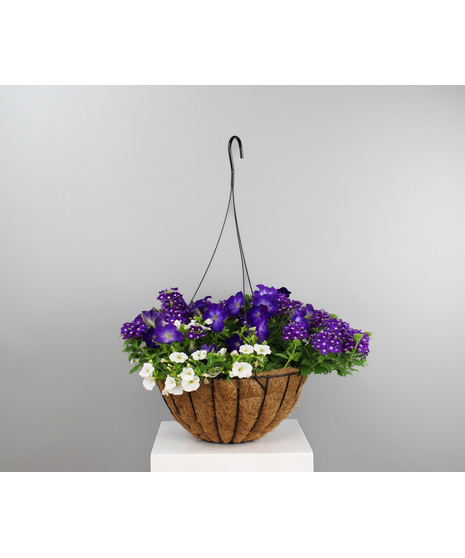 Mixed Annuals in Wrought Iron Hanging Basket