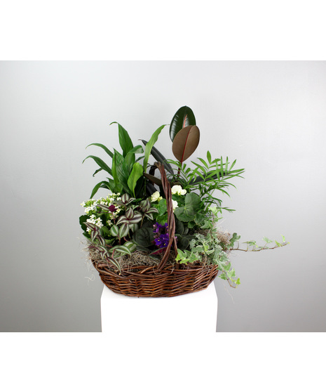 Purple Passion - Assorted Green and Blooming Basket
