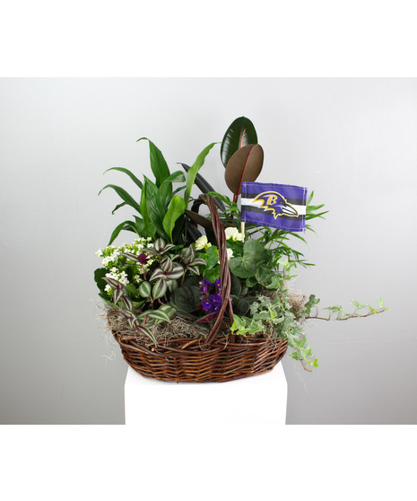 This stunning plant basket is a perfect tribute to Baltimore Ravens fans, combining the beauty of nature with team spirit.