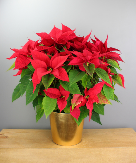 Poinsettia in Gold Pot