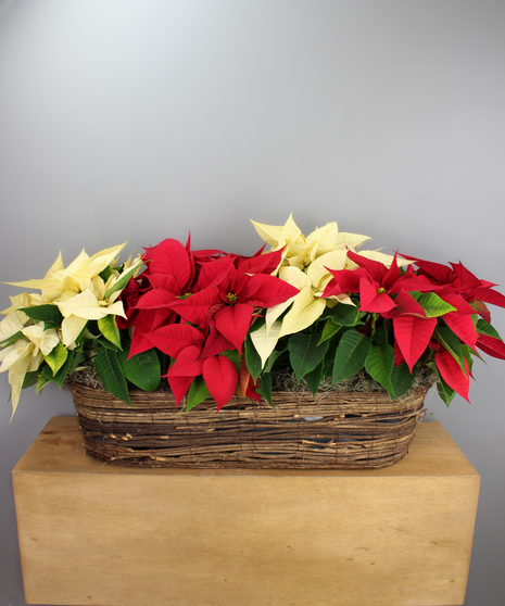 Poinsettia Canoe Basket