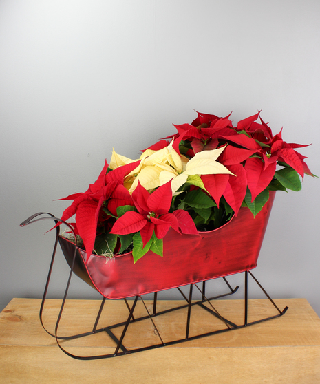 Three gorgeous poinsettias nestled in an ornamental holiday sleigh.