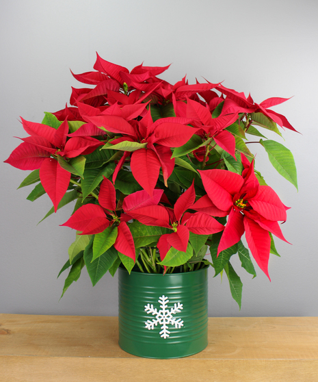 Poinsettia in Christmas Tin