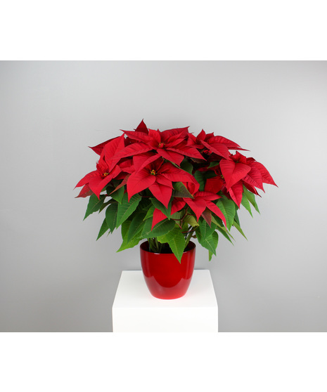 Holiday Radiance Poinsettia - Poinsettia in Ceramic Pot