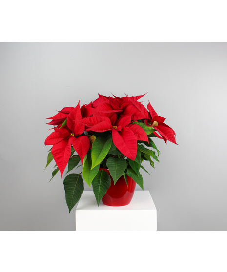 Jolly Red Poinsettia - 6