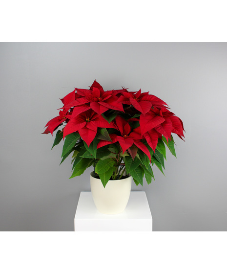 Brighten your seasonal décor with the timeless beauty of the Holiday Radiance Poinsettia.