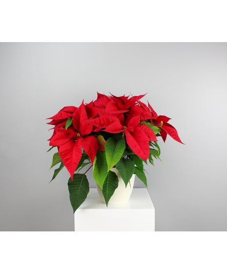 Bring festive cheer to your home with the Jolly Red Poinsettia. 