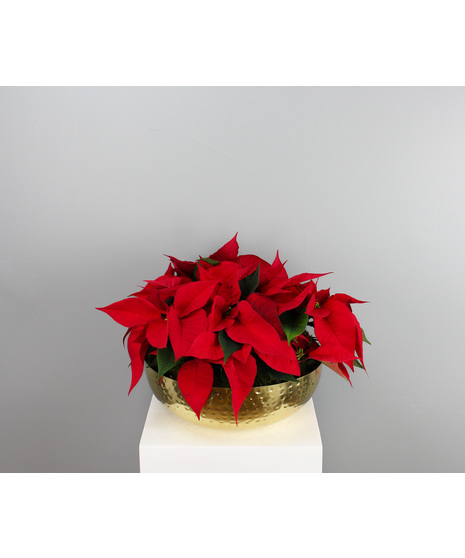 Golden Glow Poinsettias
