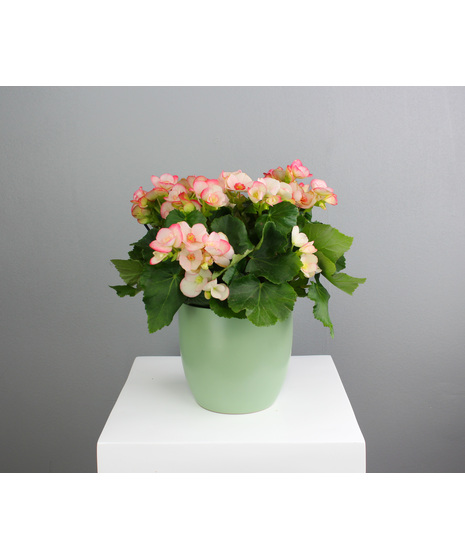 Bursting with vibrant, rose-like blooms, this 6