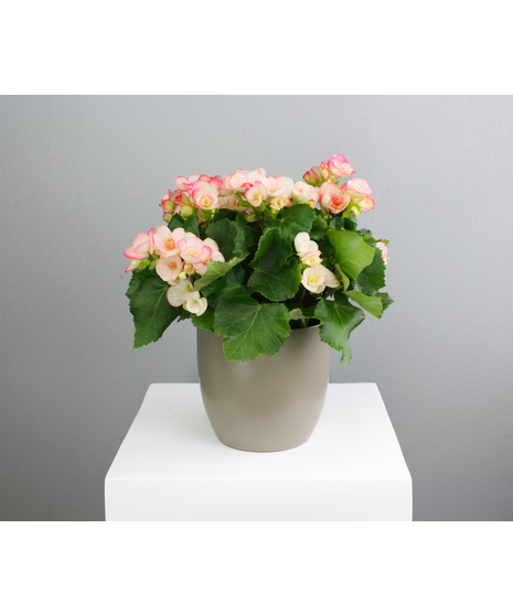 Bursting with vibrant, rose-like blooms, this 6