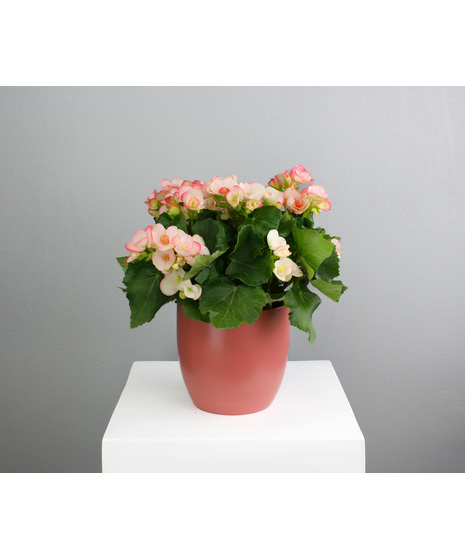 Blooming Plants