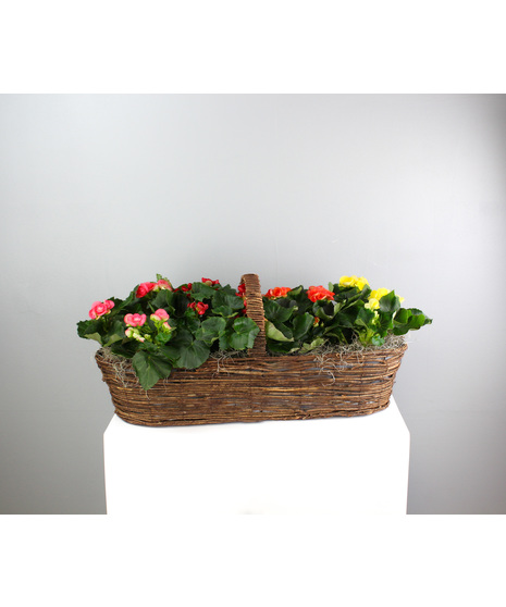Rieger Rainbow - Large Rieger Begonia Canoe Basket