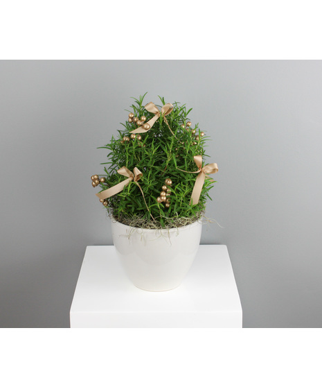 Champagne Glow Rosemary Tree - In A Ceramic Pot