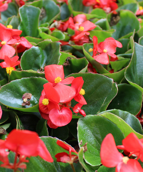 This begonia features waxy green foliage with an abundance of red blooms.